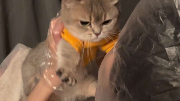 เมื่อเพื่อนที่แพ้ขนแมวของฉันมาเล่นกับแมวที่บ้านฉัน