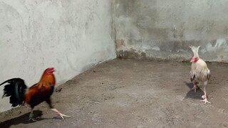 exercise 🐓