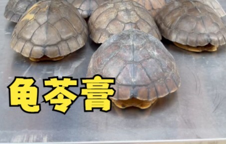 Does turtle jelly really contain turtles?