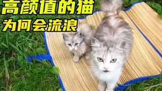 路边发现一对颜值超高的流浪猫母子，猫妈妈和小猫都很漂亮，不知为何会流浪