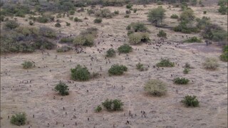[Tập 10 - Thuyết Minh] Cuộc sống hoang dã - Life (2009) S01E10: Primates