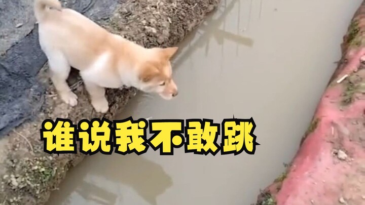 Anjing Pemberani, Tak Takut Parit Kecil