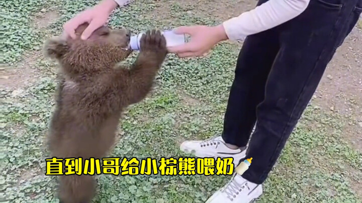 Pria Rusia ini mengadopsi seekor beruang cokelat kecil yang sangat garang, sampai ia melakukan satu 