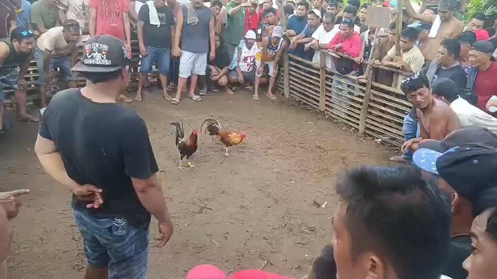 gumiri pa sayang talo tuloy..patay din kalaban talo isang anak nang talisay gold ko.
