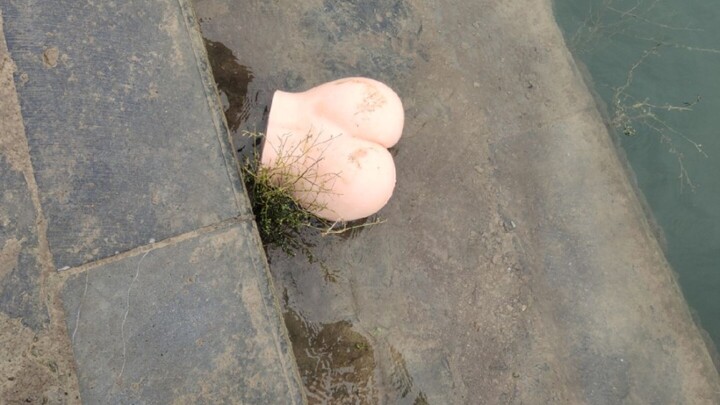 About How I Met a New Species of Freshwater “Poop Shark” by the Yangtze River Today