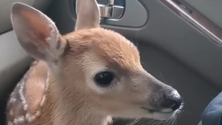 这鹿怎么羊里羊气的？