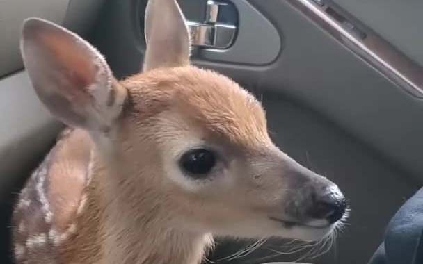 Tại sao con hươu này lại nhút nhát thế?