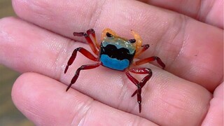 Animal Cube 1.0 launched~