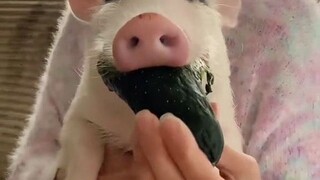 给可爱小猪猪喂吃的，没想到一根黄瓜也能吃得这么香！