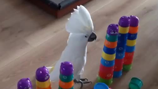 Sunflower parrot, the lifelong nemesis of stacking cups!