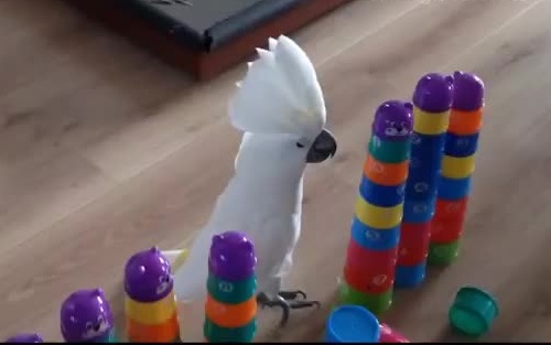 ببغاء عباد الشمس، العدو اللدود لكؤوس الكوبيه المكدسة مدى الحياة