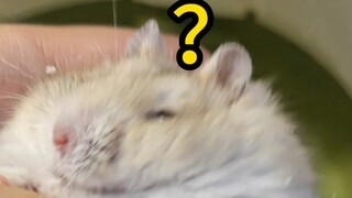 今天轮到我被抄吗