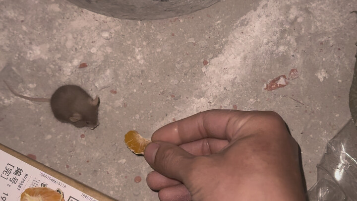 Even the passing mouse was recruited.