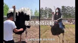 一只鸵鸟引发的财富传奇