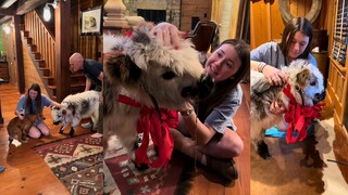 The fluffy little calf officially becomes a member of the family