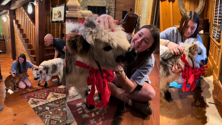 Chú bê con lông mịn mượt chính thức trở thành một thành viên trong gia đình