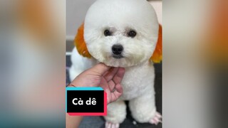 Cà Dê được biến hoá thành gấu con LearnOnTikTok lamdep thucung teddy poodle