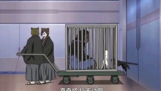 『银魂』银魂名场面！当都变成动物时…