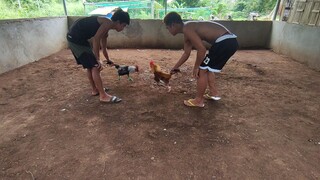 local and early bird spar