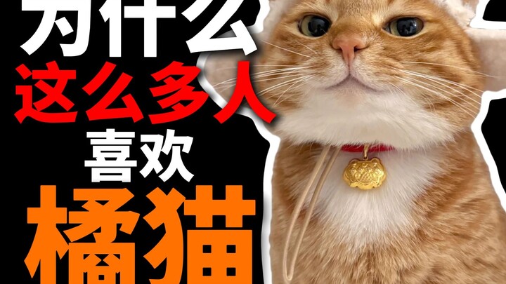 Why do so many people love orange cats??