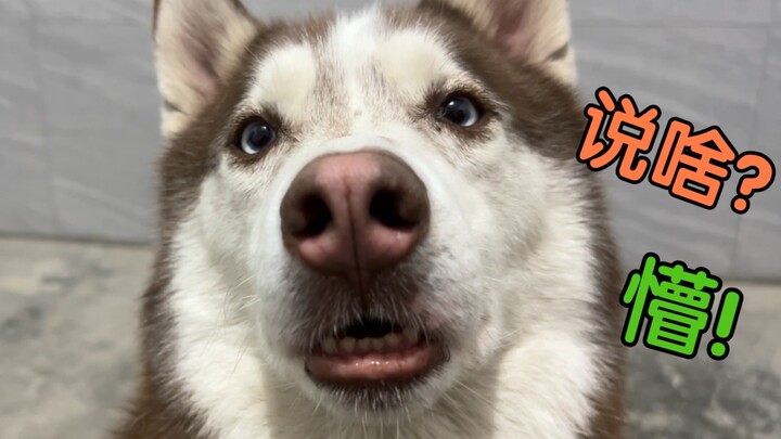 Aku tanyain dulu sama anjing gembelku, apakah tahun ini bakal seberuntung biasanya?