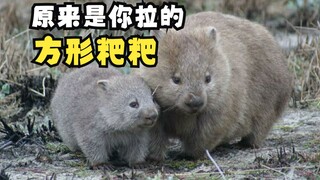 唯一拉出方形粑粑的袋熊！
