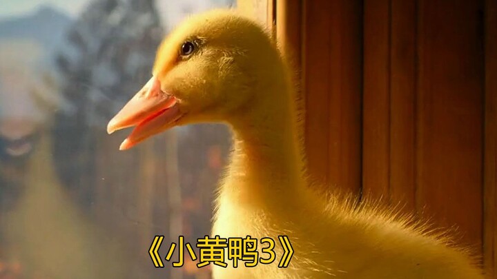 This adorable, slightly goofy little yellow duck has had a life full of twists and turns—and nearly 