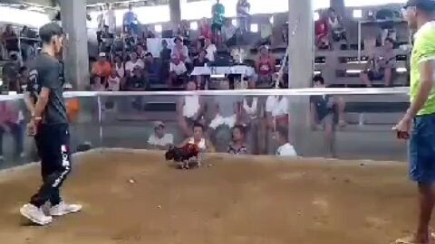 2x winner n ang aking kaliskis buwaya