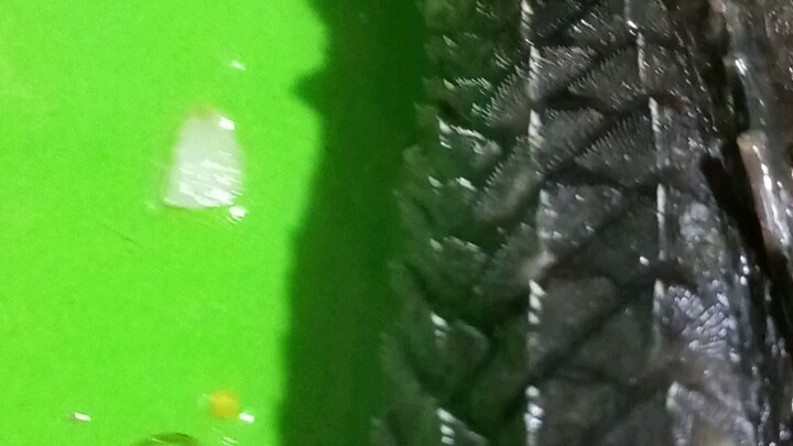 cá lao kiến hầm sả