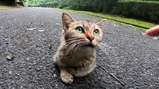 [Animals]Interaction with stray cats