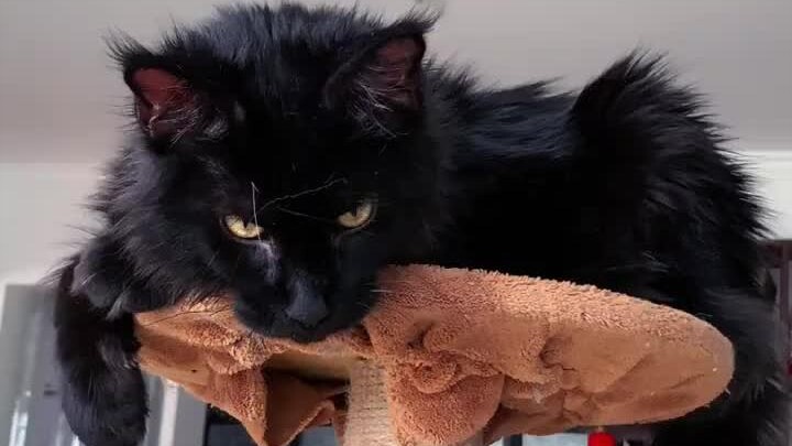 A solid black Maine Coon is also very handsome!