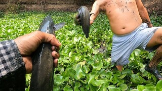7 Ân - Còn khúc ao tát luôn ai ngờ tụi nó gom hết về đây sướng ( fishing )