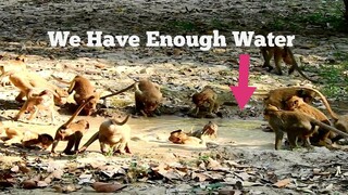 Amazing!!, All Monkeys In Group Amber Hopefully Have A Better Water to Drink and Take, Monkey Happy