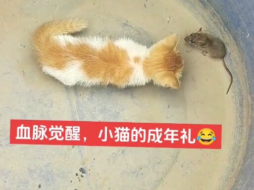 เมื่อก่อนที่บ้านฉันเลี้ยงลูกแมวตัวเล็กๆ พอโตพอๆ กับตัวนี้ก็เริ่มจับหนูแล้ว วันนึงกินไปเจ็ดแปดตัวเลย