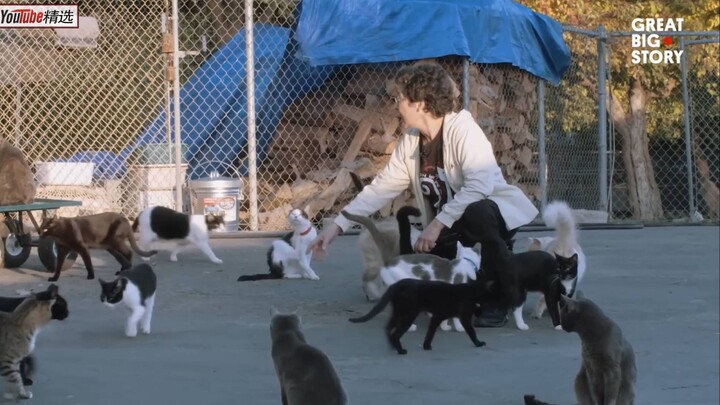 Đến đây và trở thành vua của loài mèo nào!