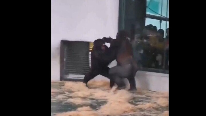 Perjalanan ke kebun binatang ini terasa seperti kemenangan besar...
