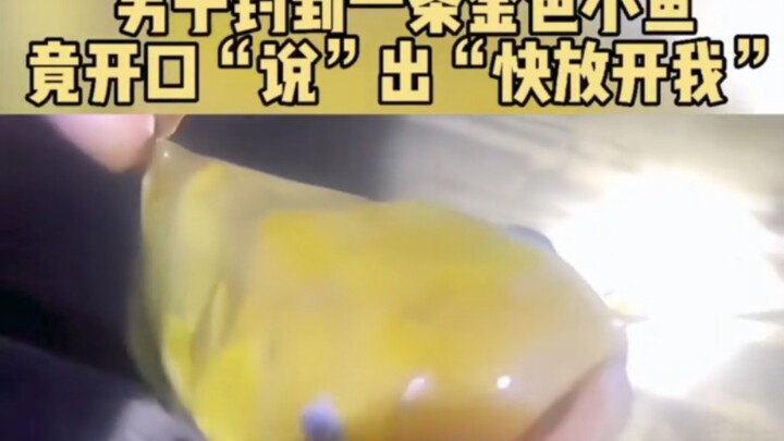 Ngày 10/11 tại Hà Nam, người đàn ông câu được một con cá nhỏ màu vàng óng, bất ngờ nó “nói” được: “T