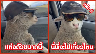 น้องแกะแต่งตัวเท่ นี่พี่จะไปเที่ยวไหน !! ( รวมคลิปฮาพากย์นรก ) EP12