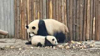 【Panda】They don't go home. I can only drag them