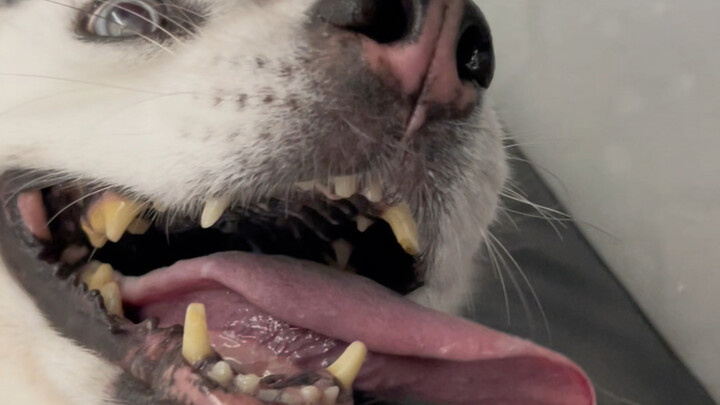 Only those who’ve raised an old dog can truly understand this feeling, right?