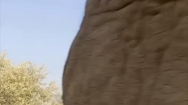 ช่างภาพสัตว์