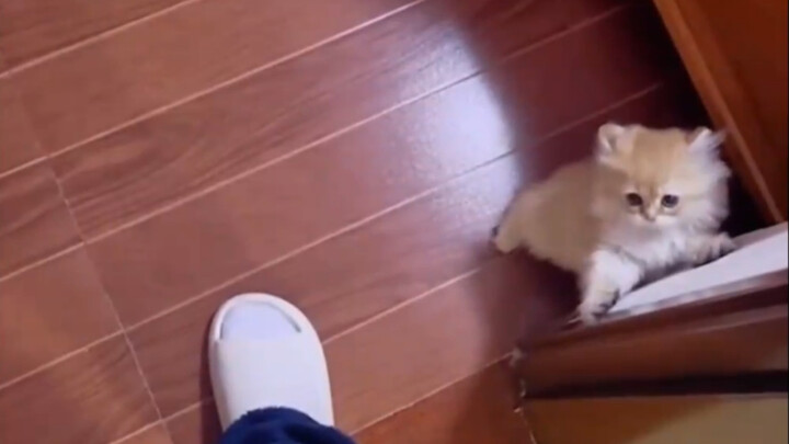 Xiu Mao agak licik, tapi tidak terlalu...