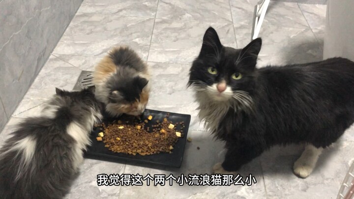 هذه المرة عثرتُ على عائلة من القطط المشردة بجانب الطريق الوطني؛ الأم متسخة جدًا لكنها تعتني بصغارها 