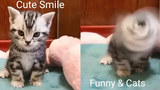 Funny & Cats - รวมน้องแมวน่ารัก 9