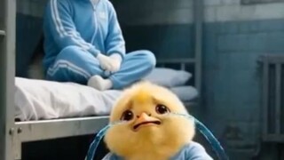 Chicken vs Dog in the Dalgona Candy Challenge 🐔🐶🍬 Who Wins?"