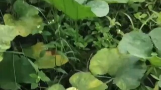 #菲律宾蔬菜种植 南瓜丰收啦