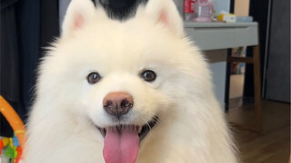 لماذا لا تربي كلبًا عيناه مليئتان بك فقط؟