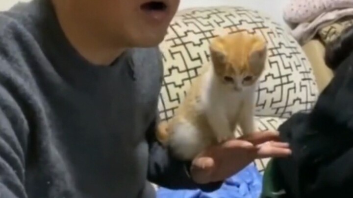 Pria yang memelihara kucing, intinya adalah "memanjakan".