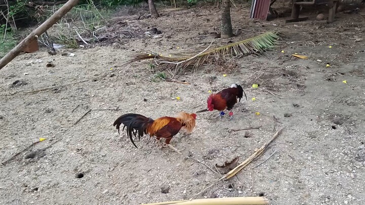 Sweater Gold VS McLean Hatch