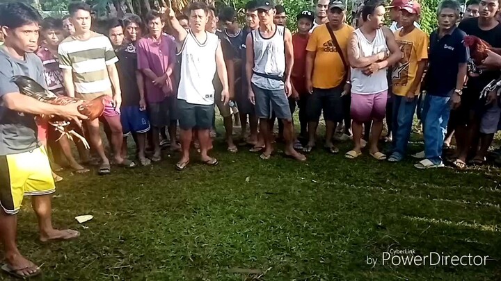 Palakasan stag vs cock.stag win tibay